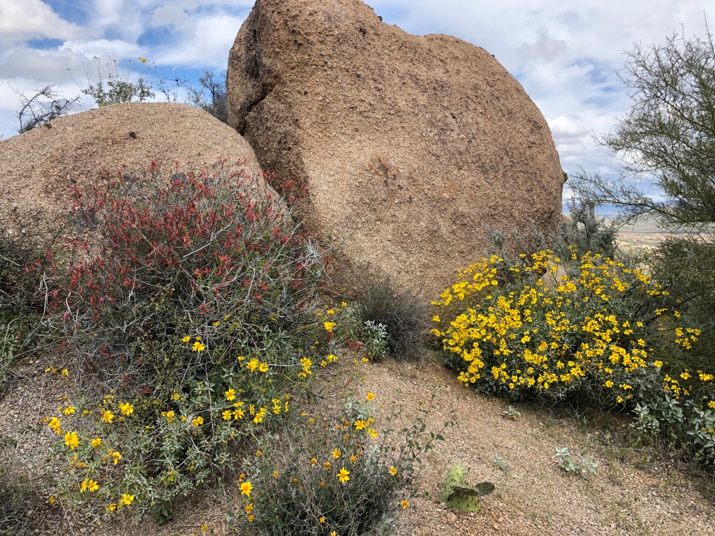 Desert blooms in early spring in Arizona